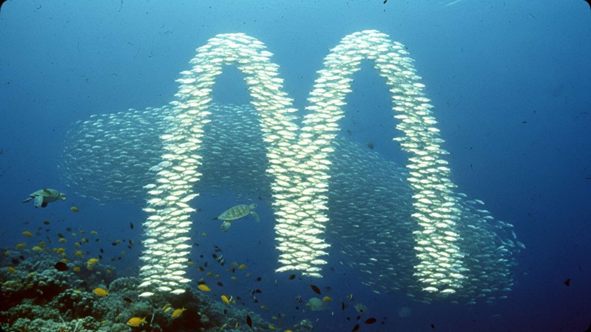 マクドナルド、持続可能な漁獲によるフィレオフィッシュを再び導入